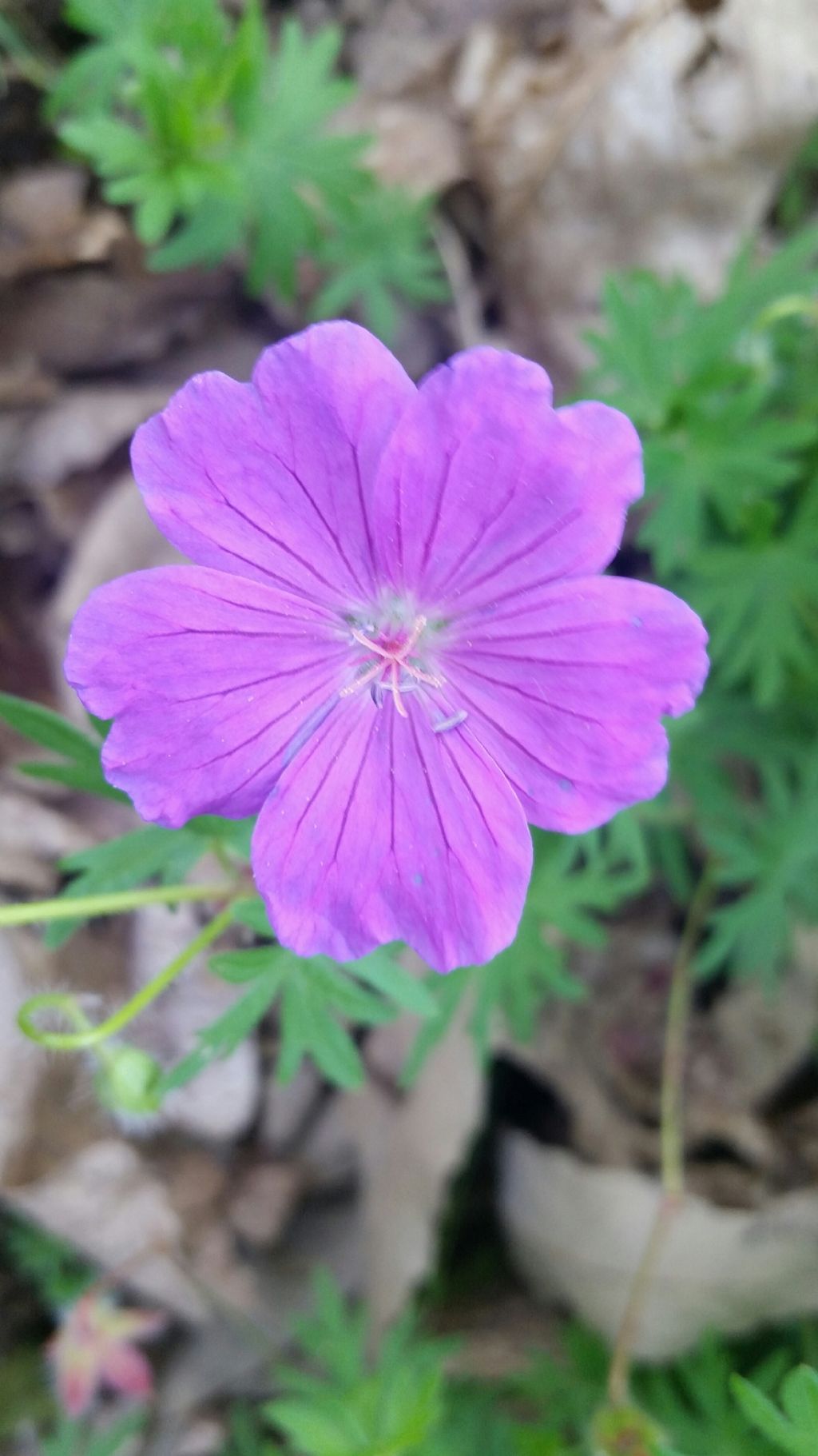 Geranio?  S, Geranium sanguineum